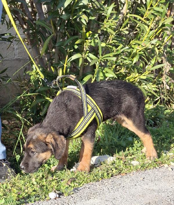 Bolt Cerca Famiglia. Info adozione Monica 3890238584 Foto 4